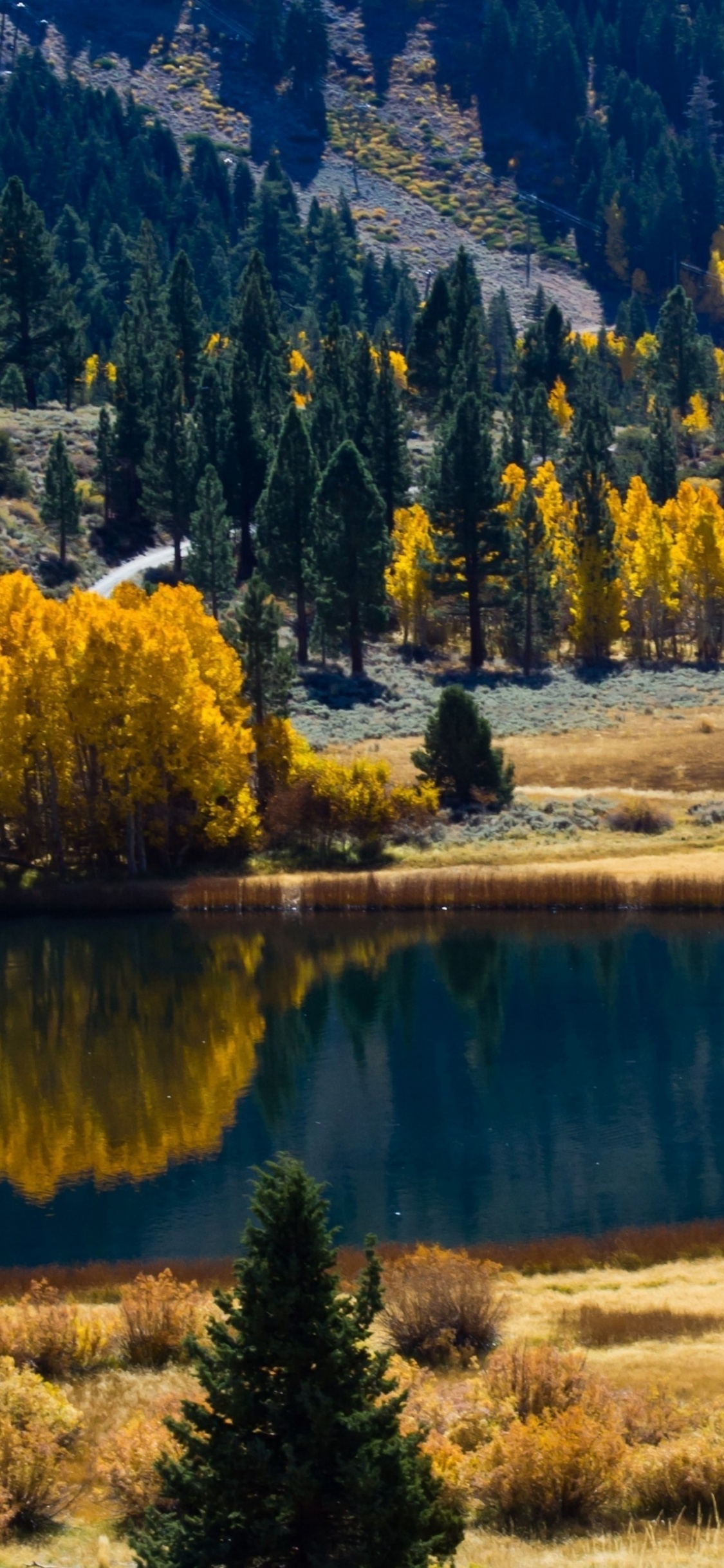 Arbres Verts Près du Lac Pendant la Journée. Wallpaper in 1125x2436 Resolution