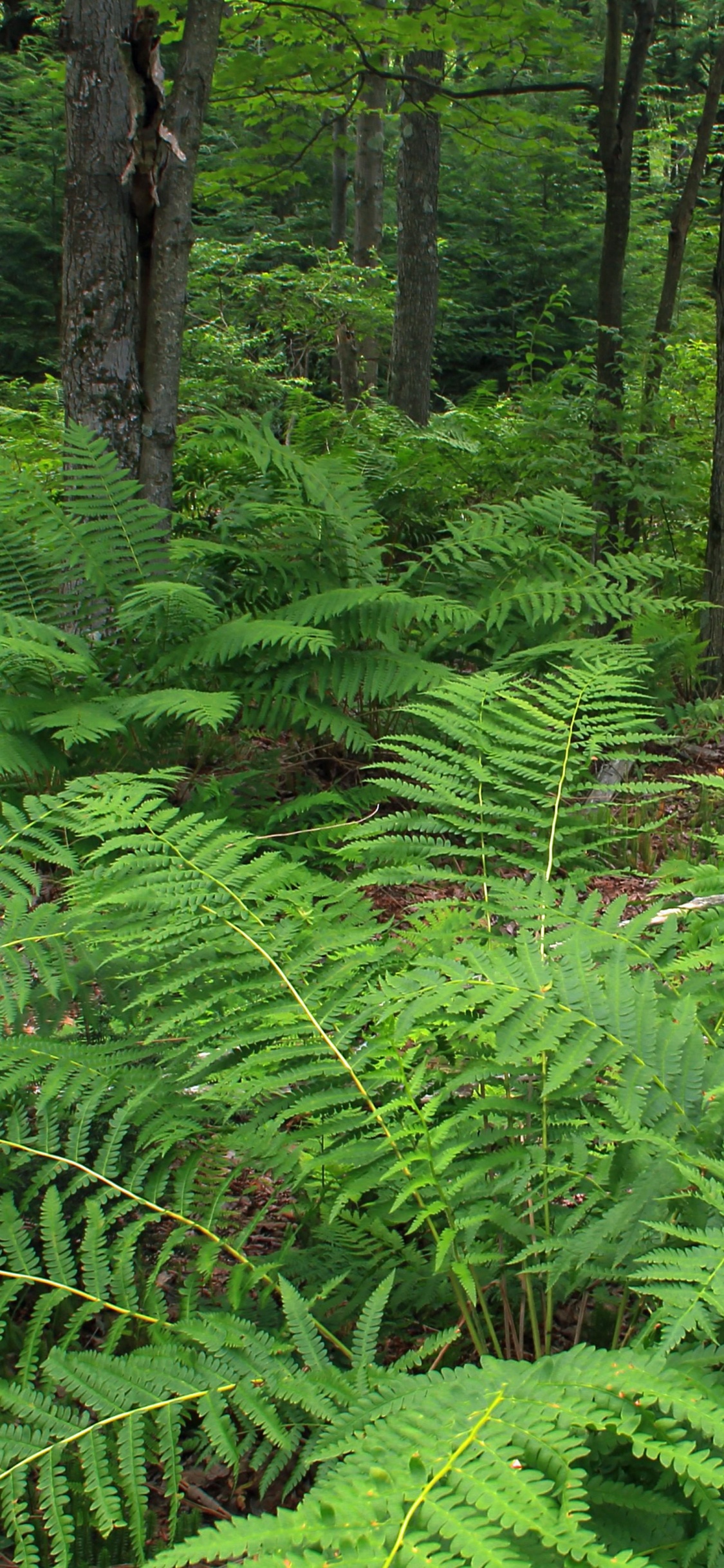 Plantas y Árboles de Helechos Verdes Durante el Día. Wallpaper in 1125x2436 Resolution