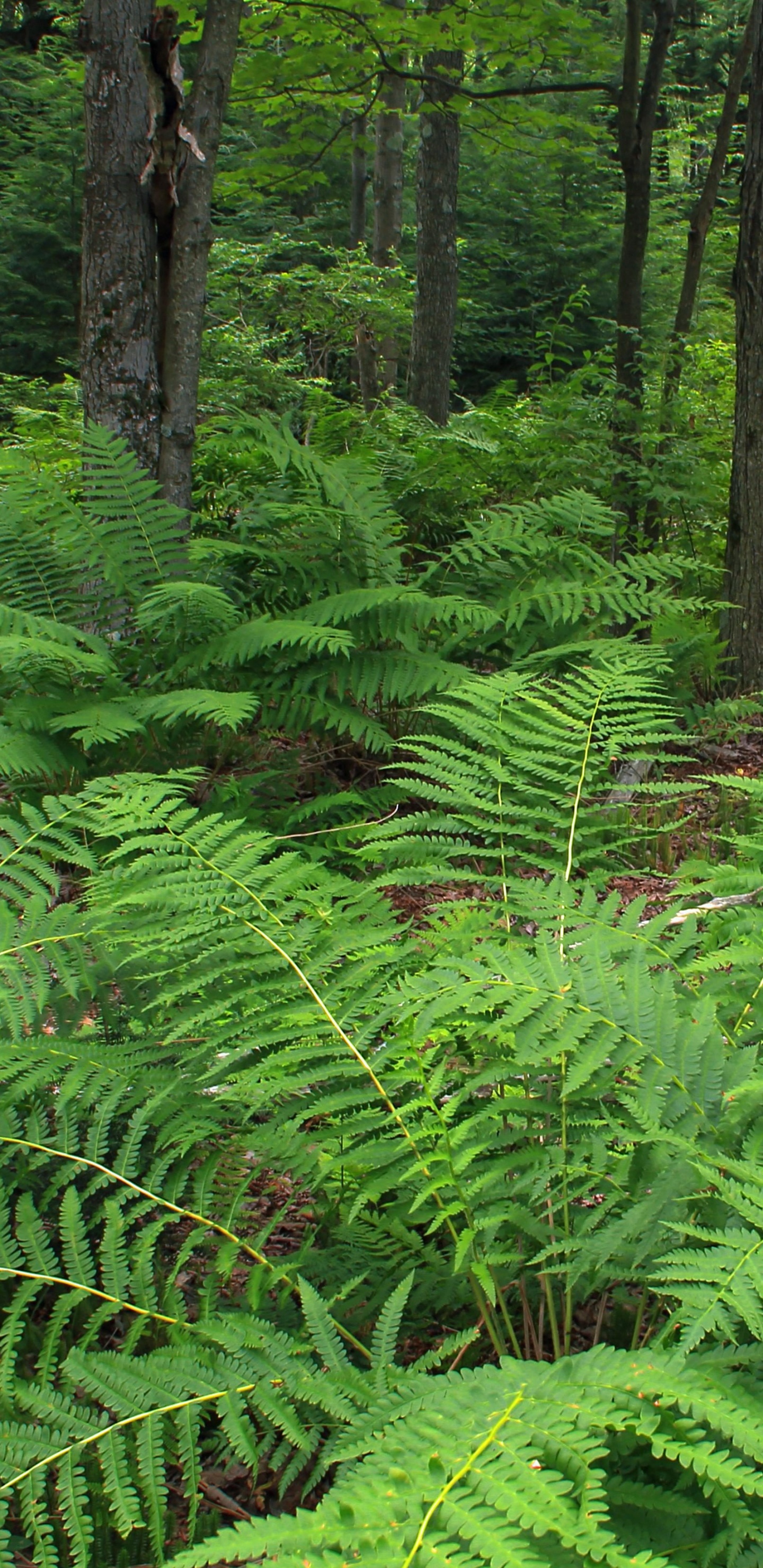 Plantes et Arbres de Fougères Vertes Pendant la Journée. Wallpaper in 1440x2960 Resolution