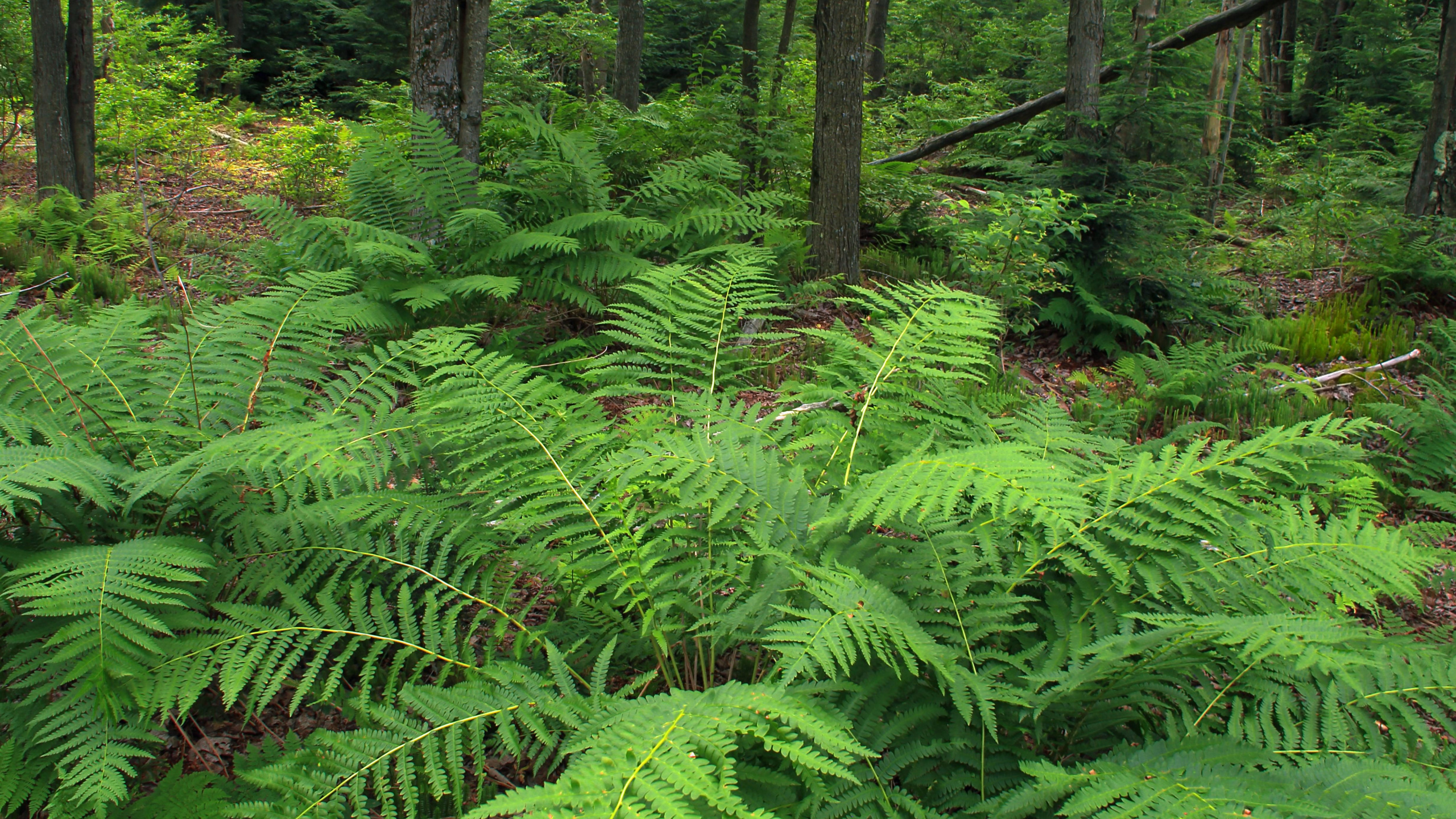 Plantes et Arbres de Fougères Vertes Pendant la Journée. Wallpaper in 2560x1440 Resolution