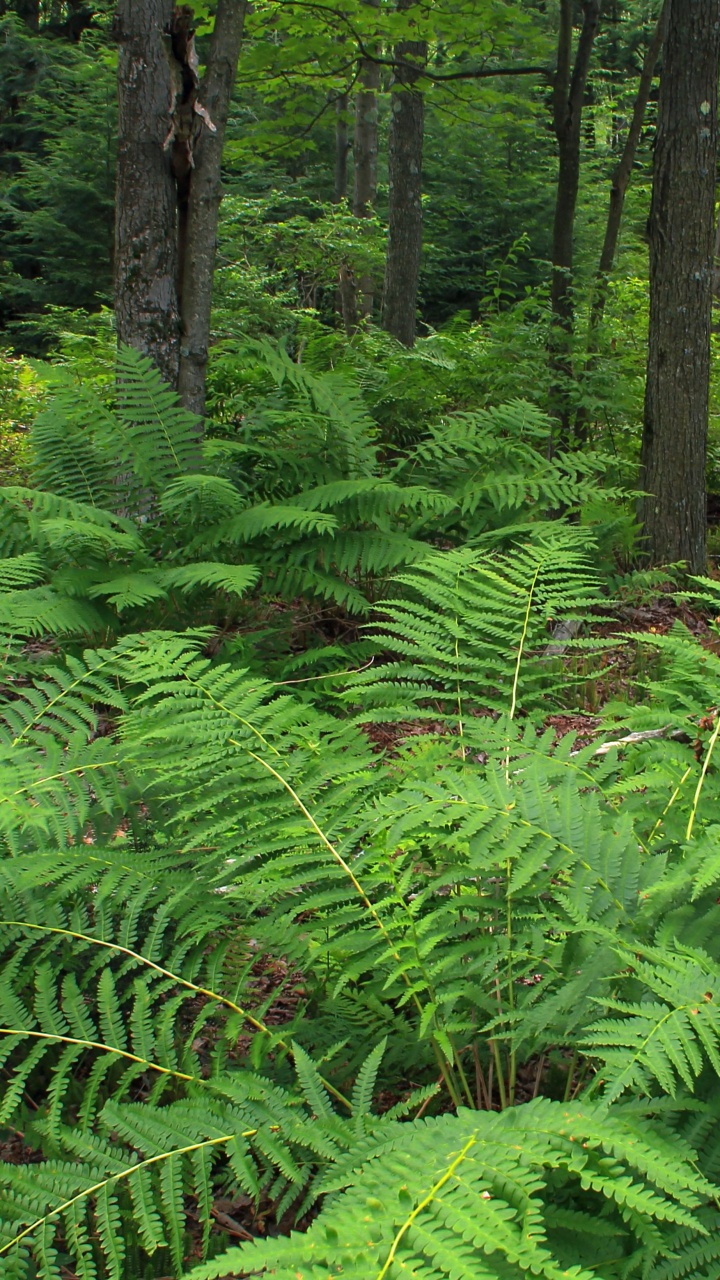 Plantes et Arbres de Fougères Vertes Pendant la Journée. Wallpaper in 720x1280 Resolution
