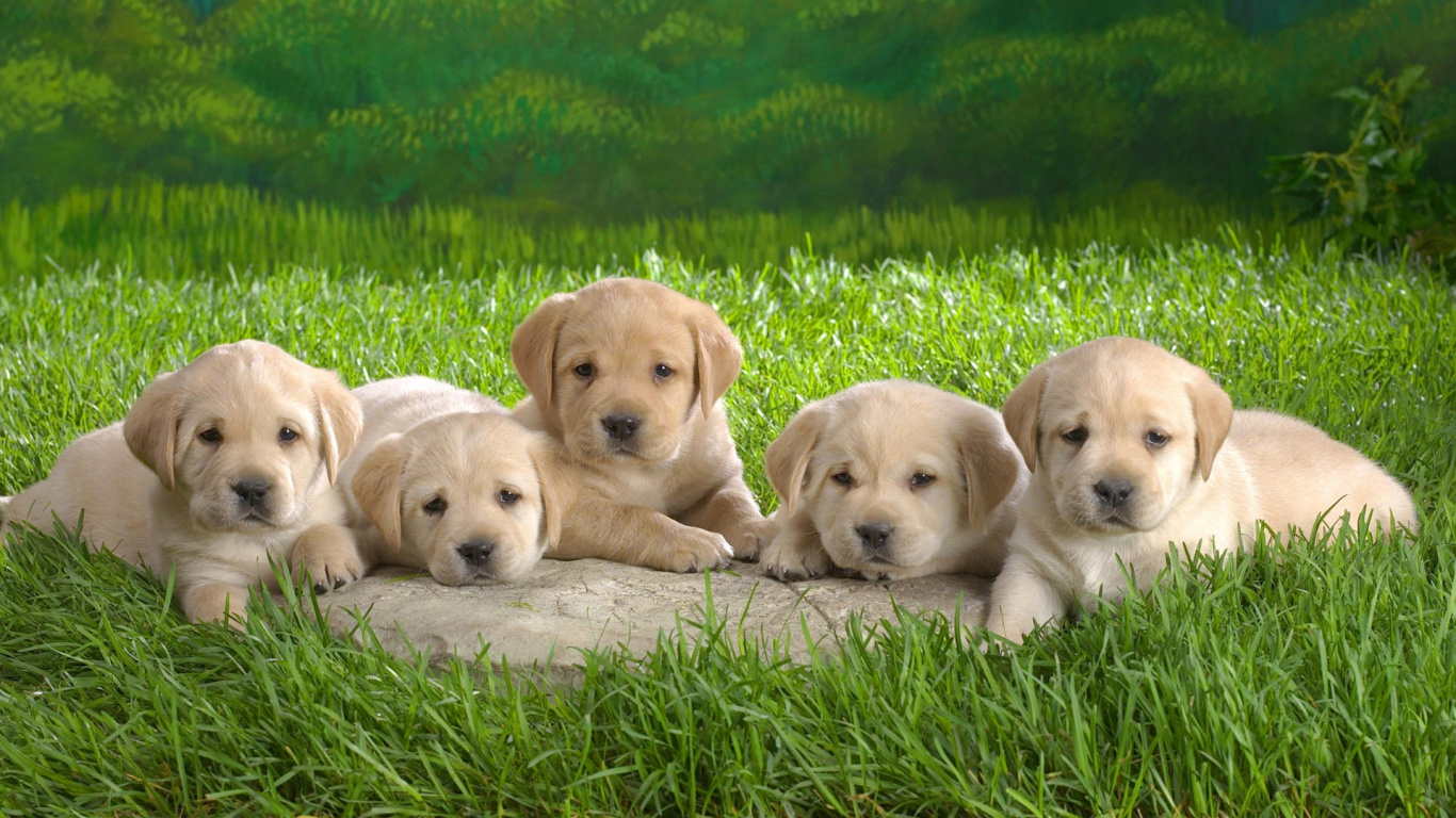 小狗, 拉布拉多犬, 可爱, 品种的狗, 黄金猎犬 壁纸 1366x768 允许
