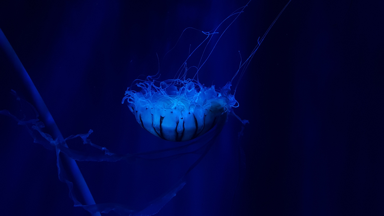 水母, 刺胞动物门, 电蓝色的, 海洋无脊椎动物, 生物发光 壁纸 1280x720 允许