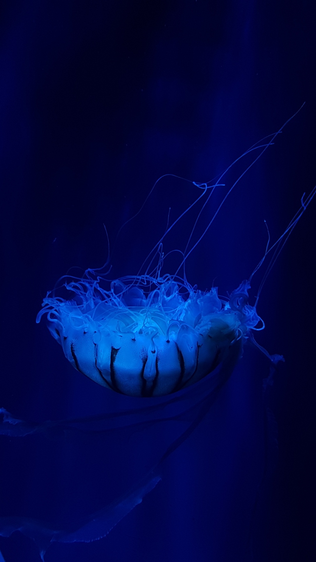 Blue Jellyfish in Blue Water. Wallpaper in 1080x1920 Resolution