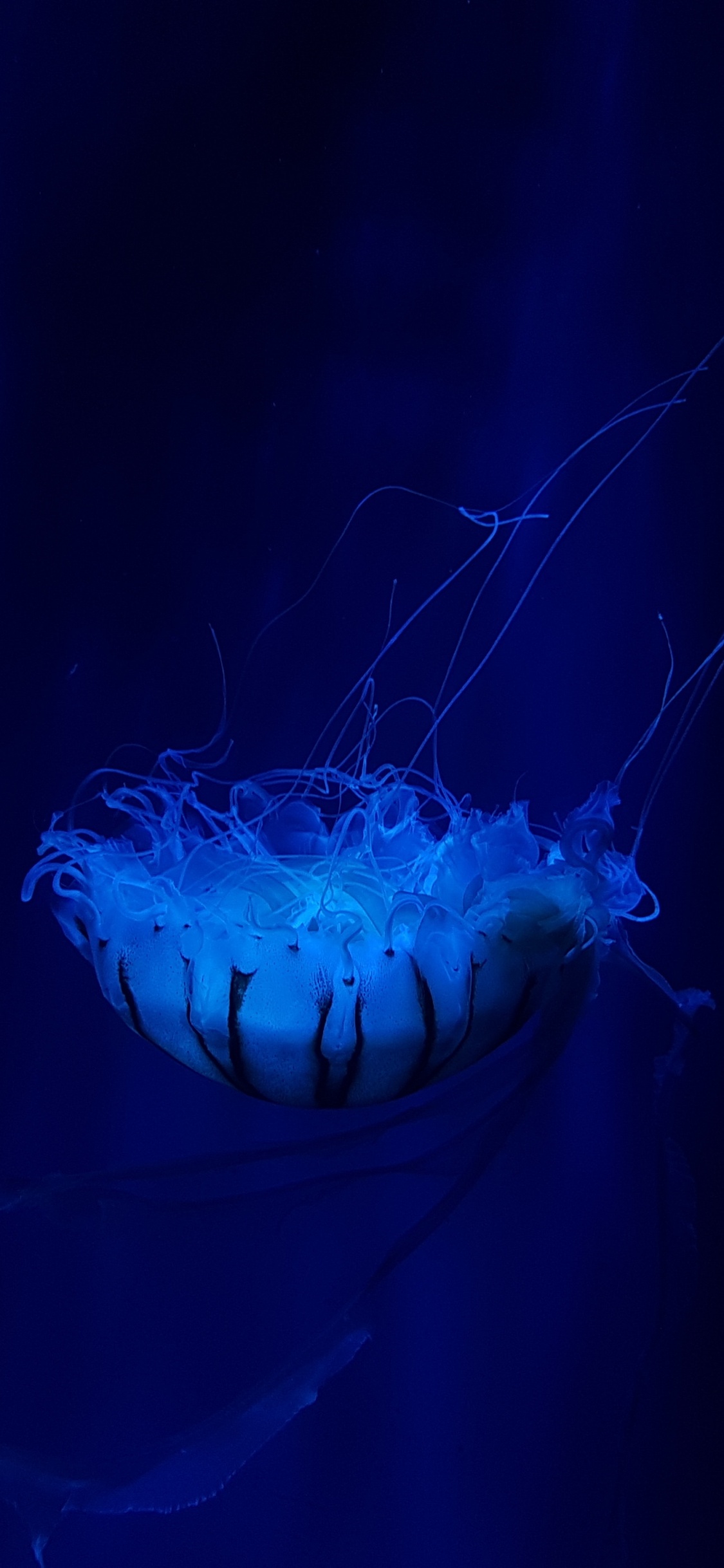 Blue Jellyfish in Blue Water. Wallpaper in 1125x2436 Resolution