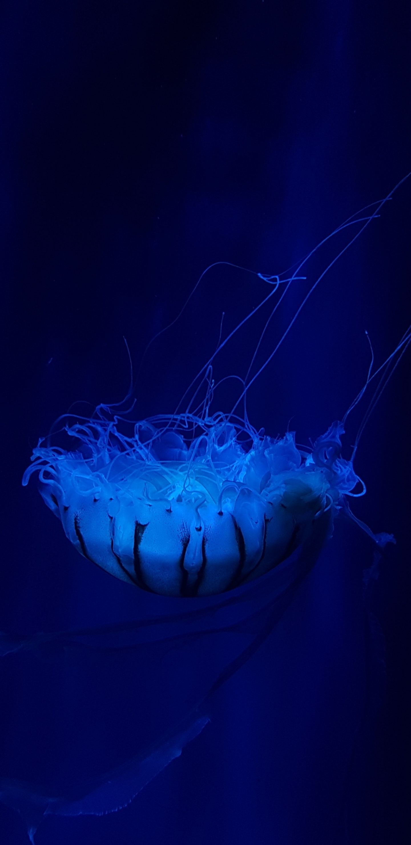 Blue Jellyfish in Blue Water. Wallpaper in 1440x2960 Resolution