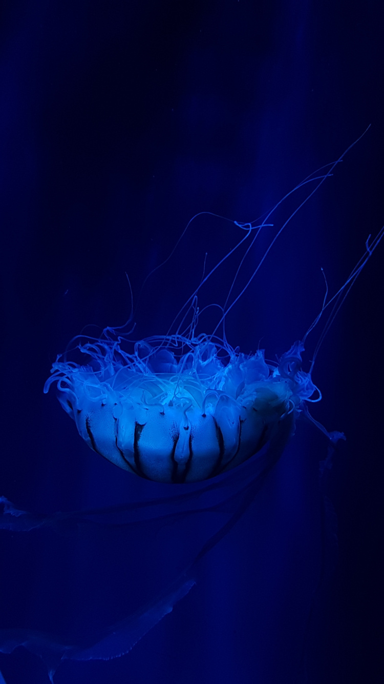 Blue Jellyfish in Blue Water. Wallpaper in 750x1334 Resolution