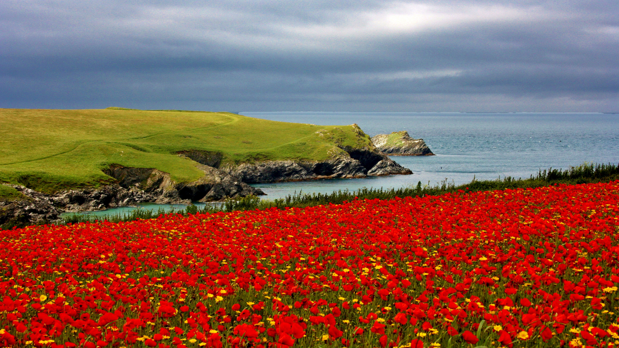 Red Flower Field Near Body of Water During Daytime. Wallpaper in 2560x1440 Resolution