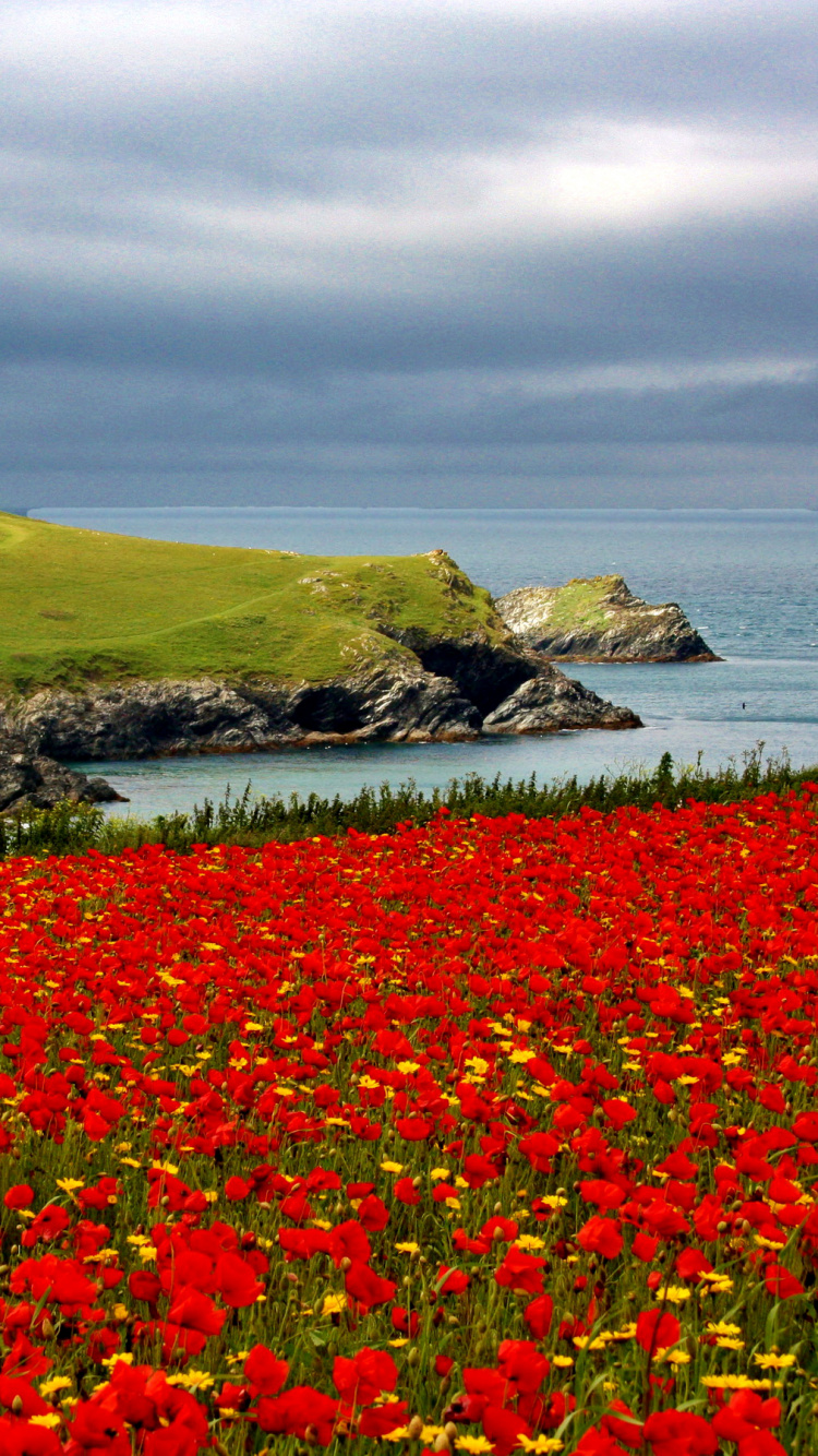 Red Flower Field Near Body of Water During Daytime. Wallpaper in 750x1334 Resolution