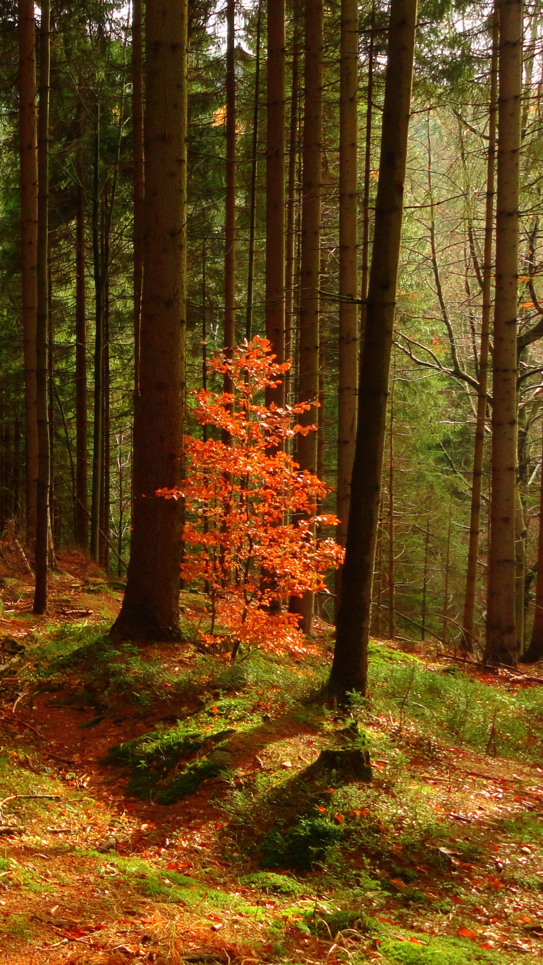 木, 森林, 林地, 自然景观, 性质 壁纸 1080x1920 允许