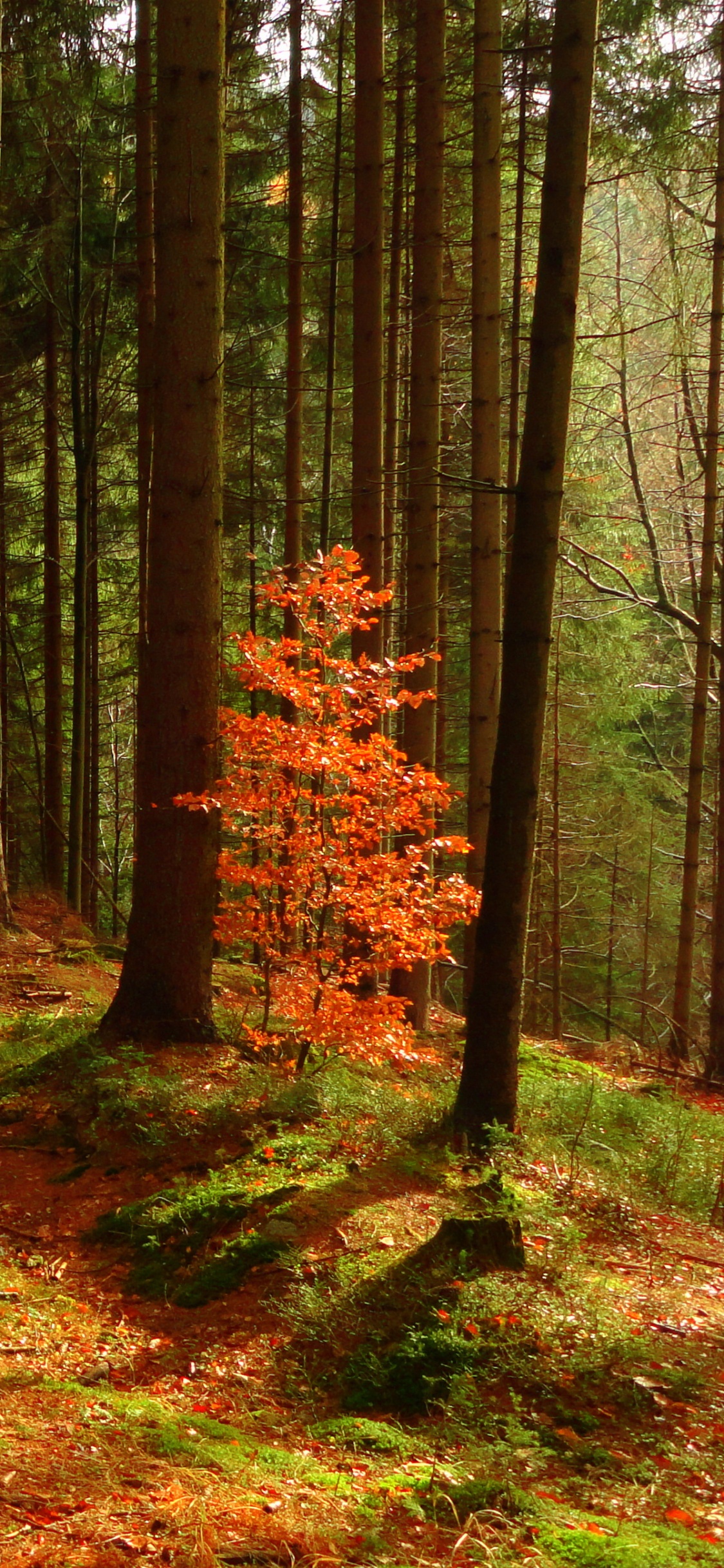 木, 森林, 林地, 自然景观, 性质 壁纸 1125x2436 允许