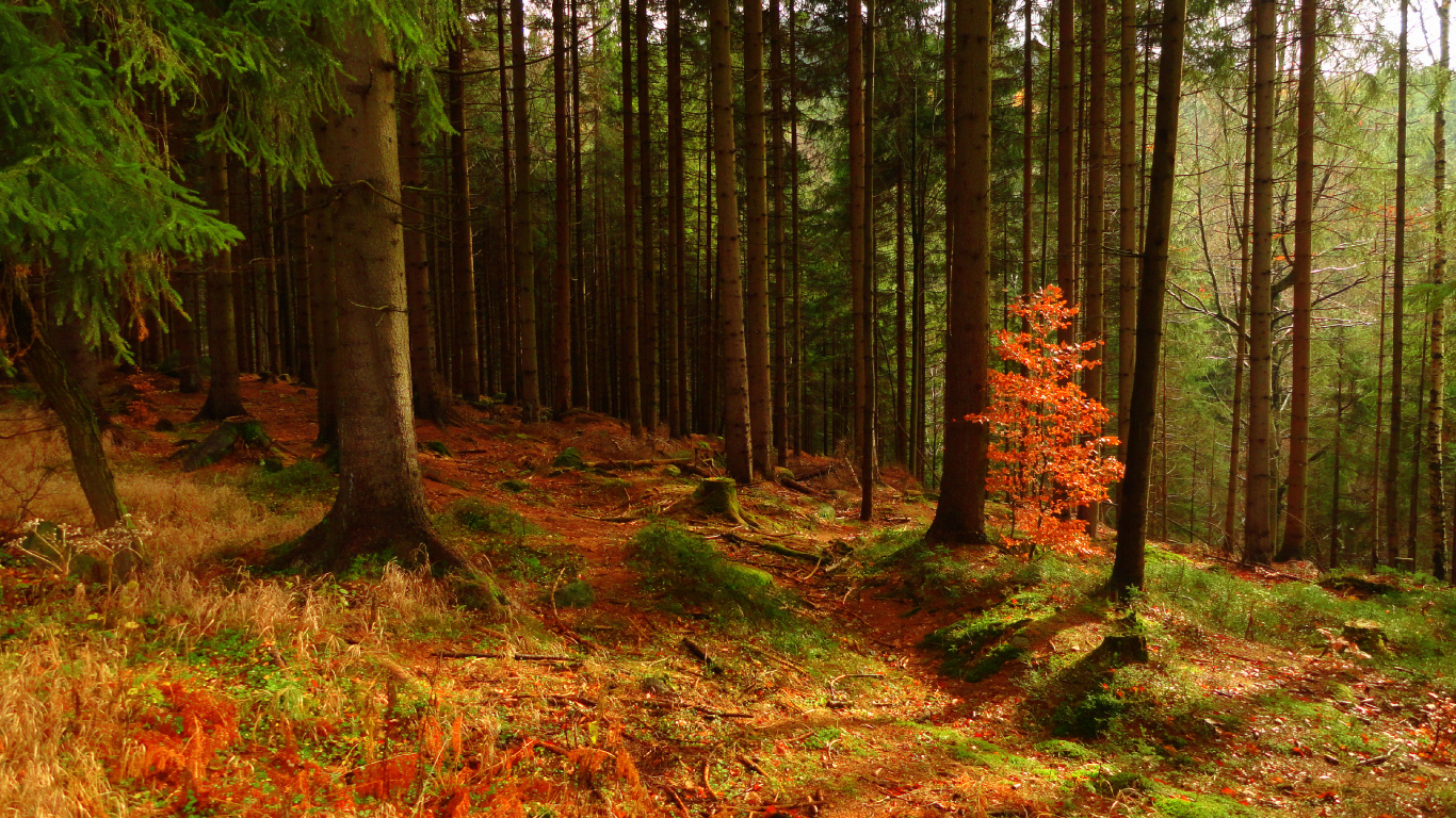 Green and Brown Trees During Daytime. Wallpaper in 1366x768 Resolution