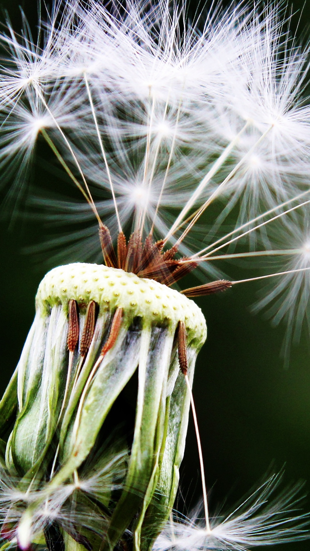 White Dandelion in Close up Photography. Wallpaper in 1080x1920 Resolution