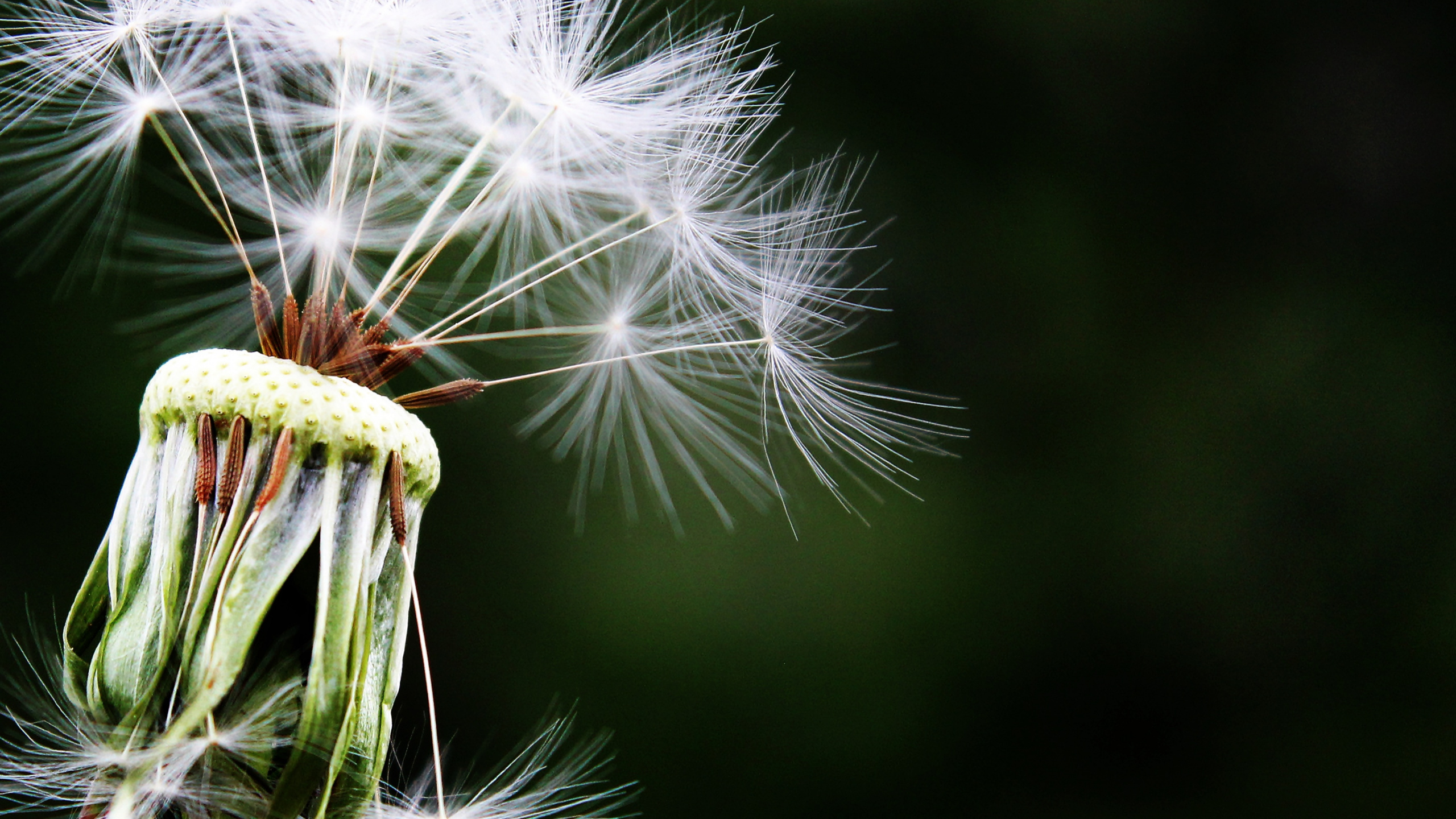 White Dandelion in Close up Photography. Wallpaper in 2560x1440 Resolution