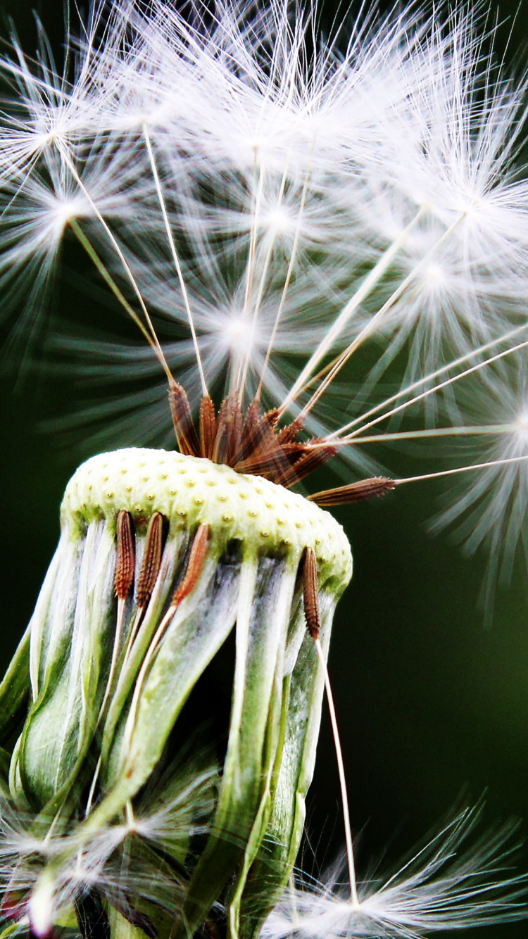 White Dandelion in Close up Photography. Wallpaper in 750x1334 Resolution