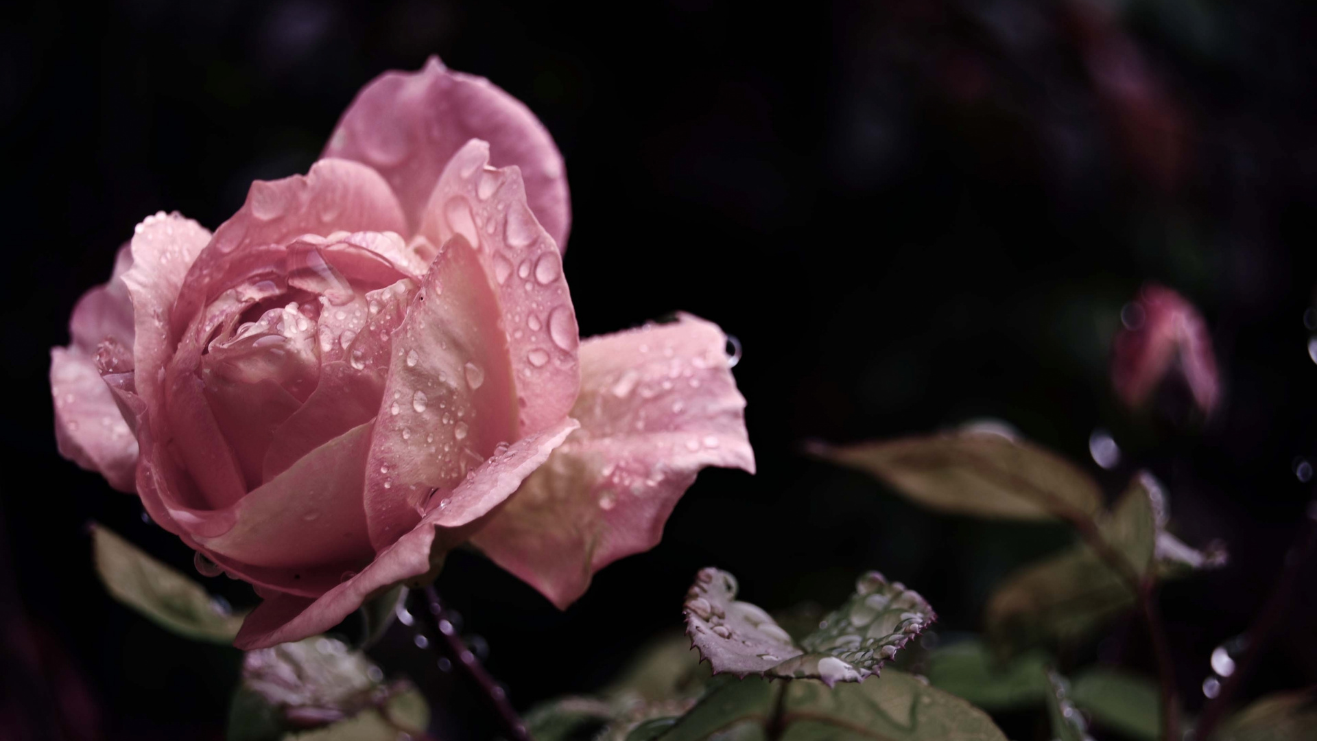 Pink Rose in Bloom During Daytime. Wallpaper in 1920x1080 Resolution