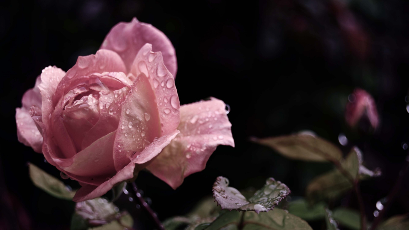 Rose Rose en Fleurs Pendant la Journée. Wallpaper in 1366x768 Resolution