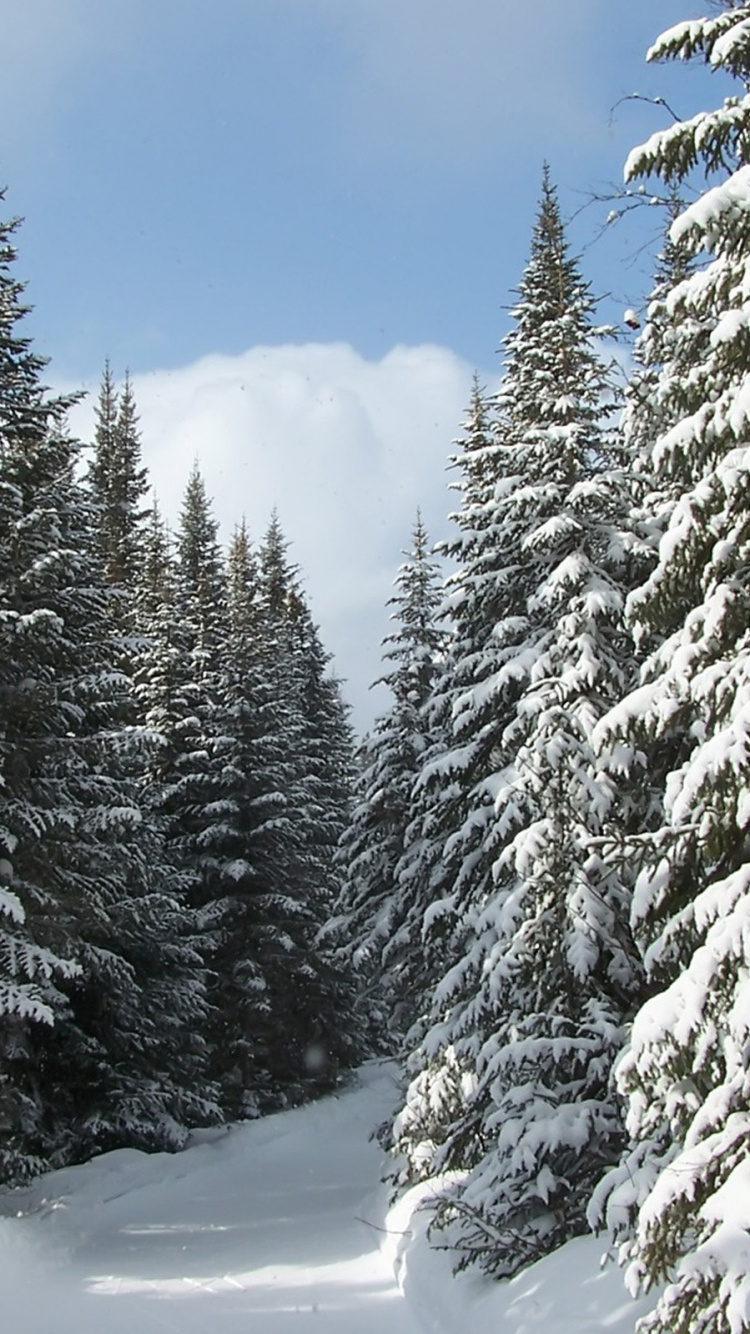Pinos Cubiertos de Nieve Bajo un Cielo Azul Durante el Día. Wallpaper in 750x1334 Resolution