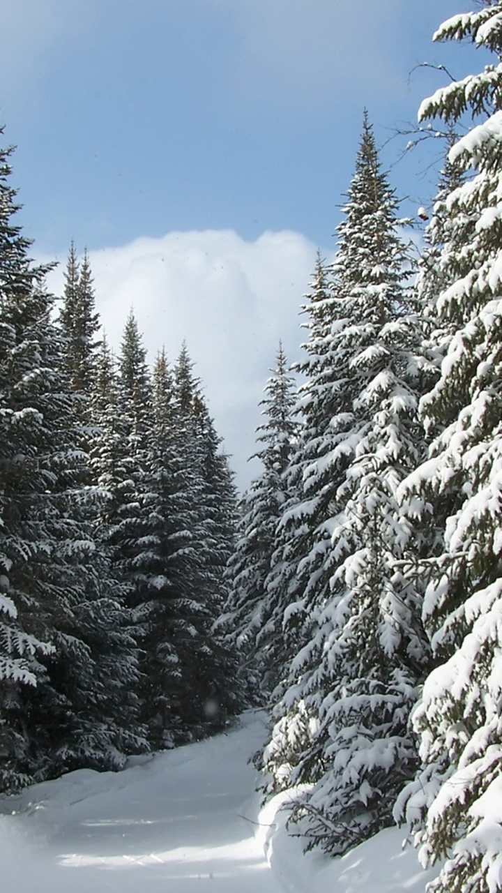 Schneebedeckte Kiefern Unter Blauem Himmel Tagsüber. Wallpaper in 720x1280 Resolution