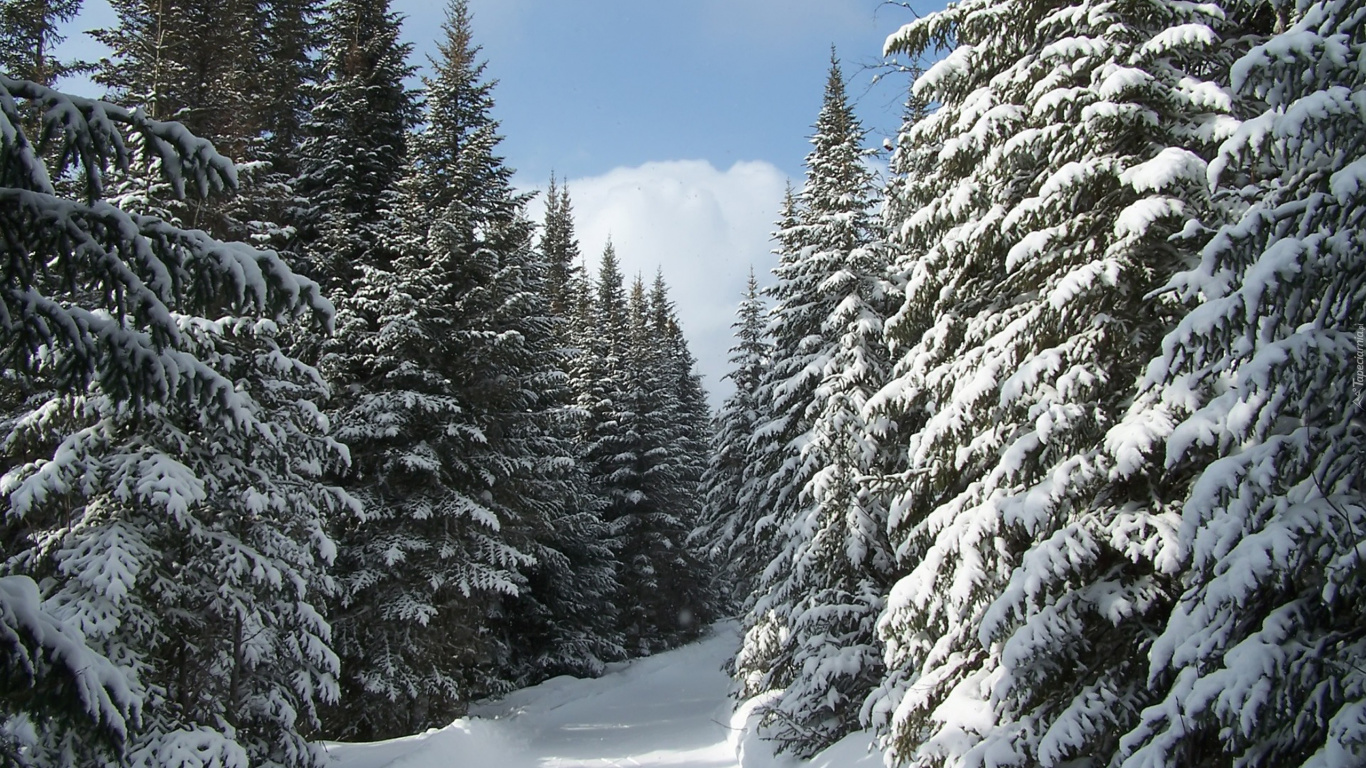 Snow Covered Pine Trees Under Blue Sky During Daytime. Wallpaper in 1366x768 Resolution