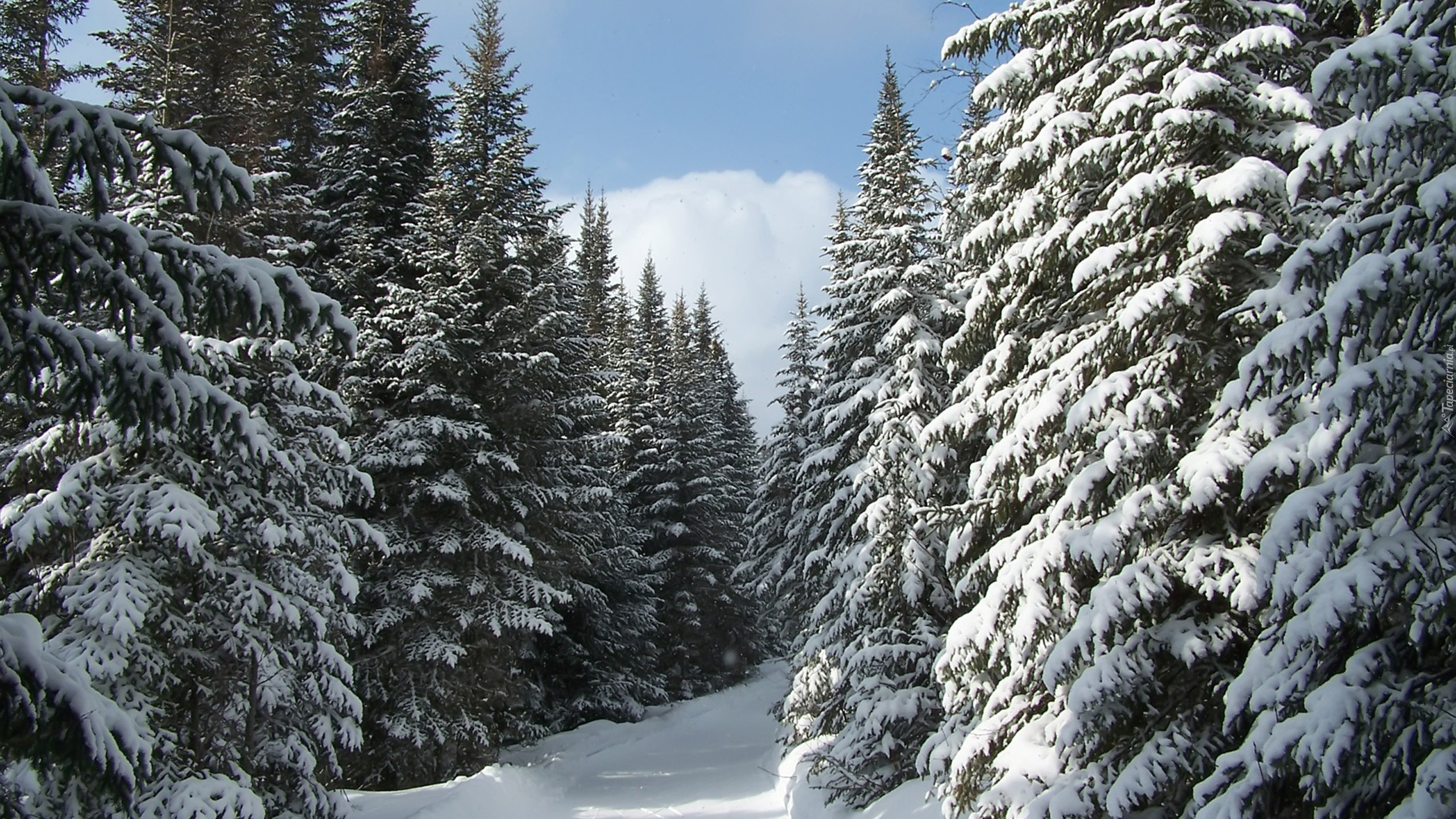 Snow Covered Pine Trees Under Blue Sky During Daytime. Wallpaper in 2560x1440 Resolution