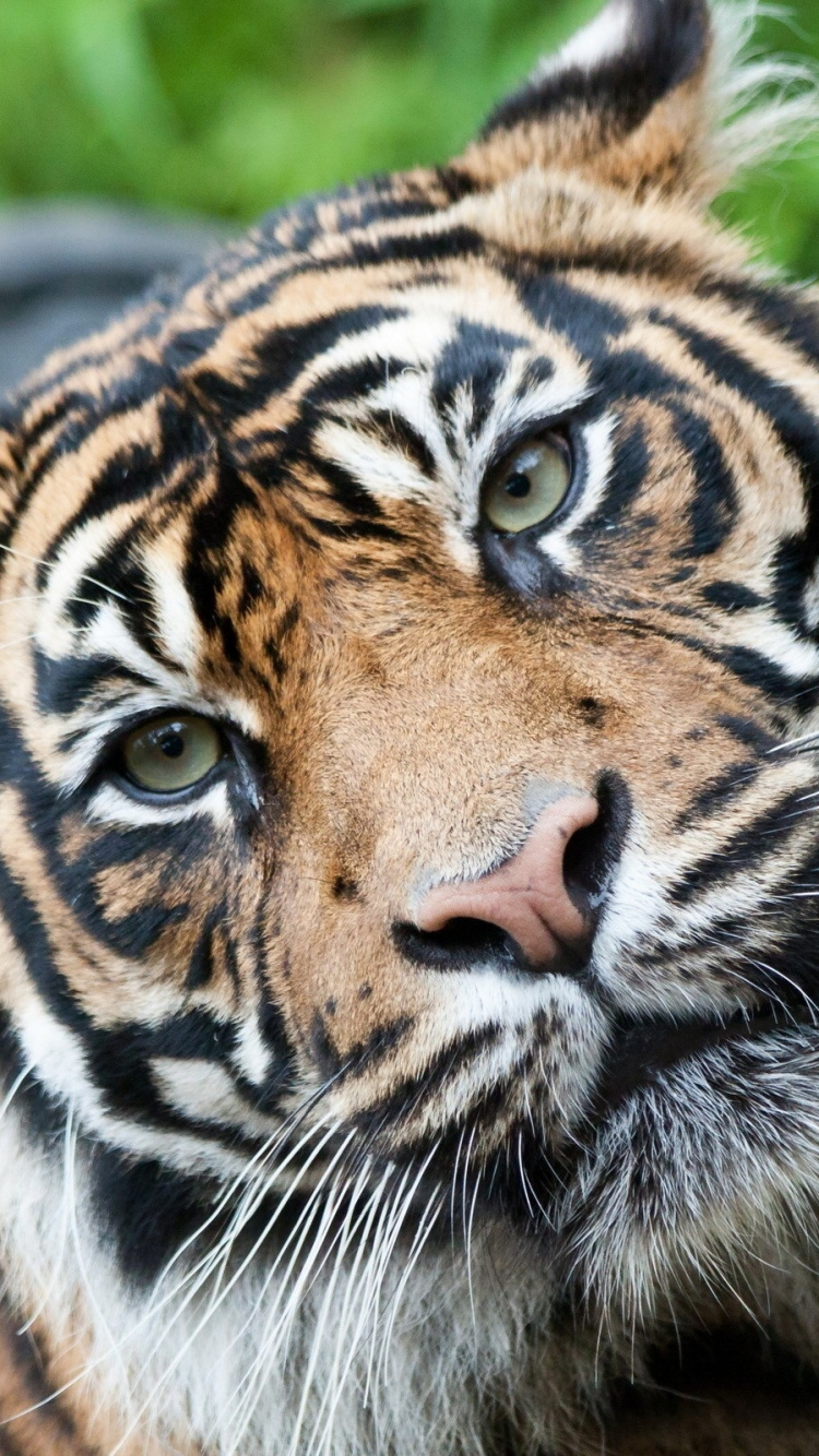 Tigre Marrón y Negro Tumbado en el Suelo Durante el Día. Wallpaper in 750x1334 Resolution