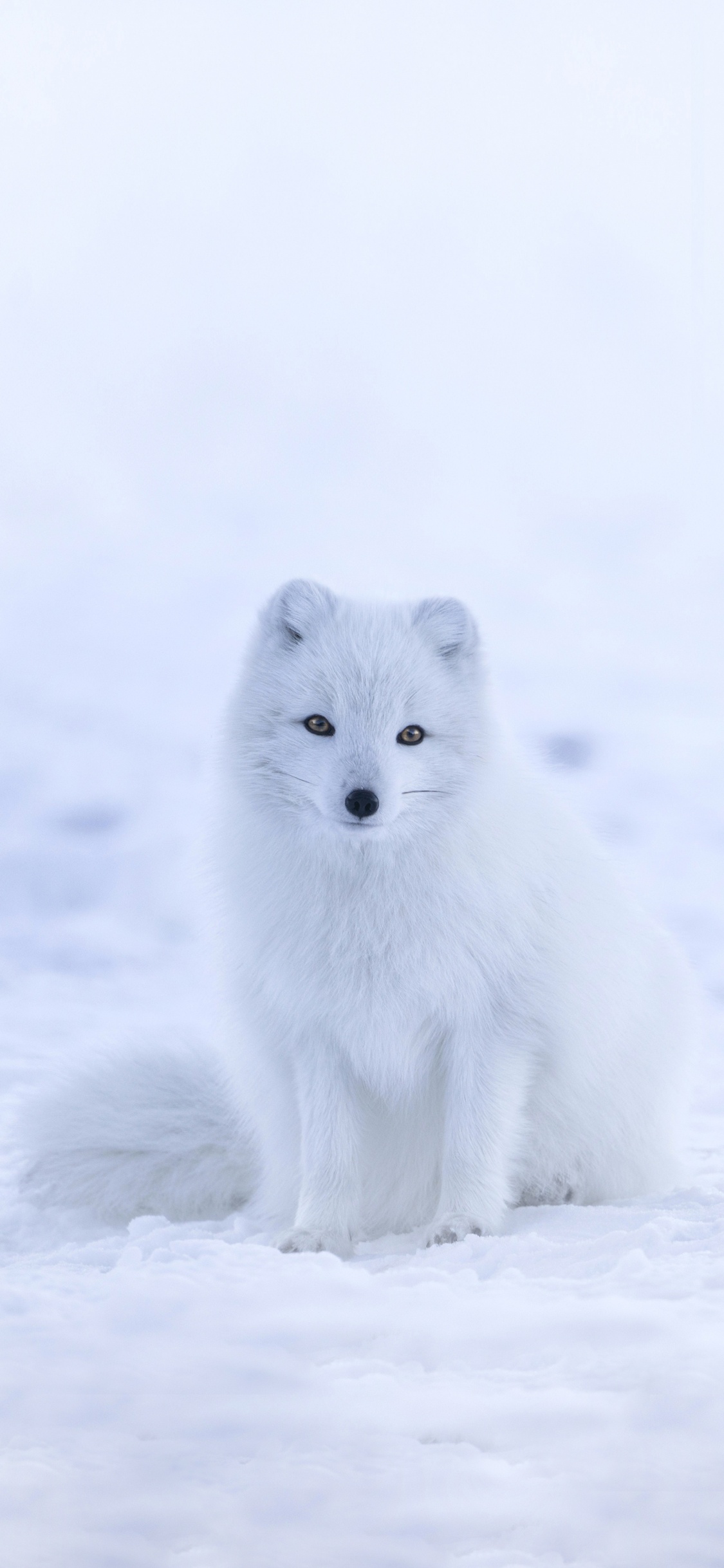 Renard Blanc, le Renard Arctique, Journal Renard Blanc, Fox, Hiver. Wallpaper in 1125x2436 Resolution