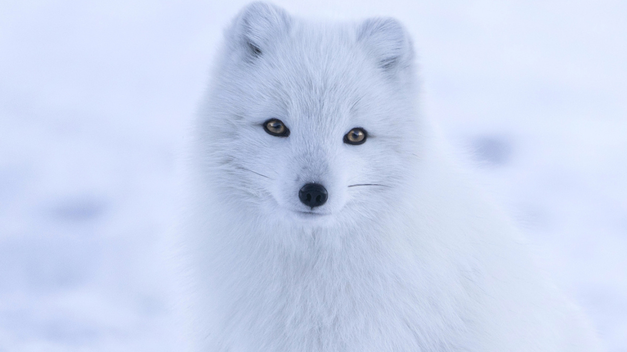 Renard Blanc, le Renard Arctique, Journal Renard Blanc, Fox, Hiver. Wallpaper in 1280x720 Resolution