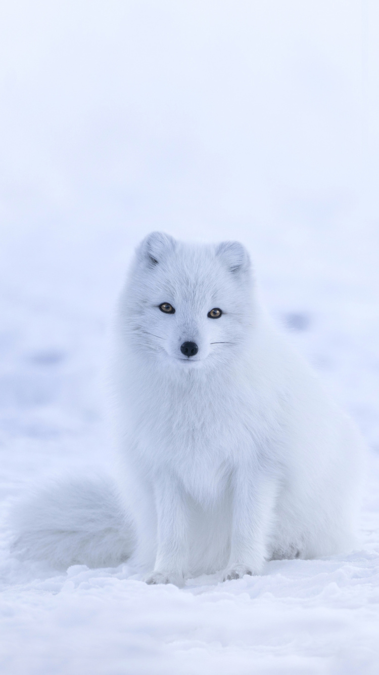 Renard Blanc, le Renard Arctique, Journal Renard Blanc, Fox, Hiver. Wallpaper in 750x1334 Resolution