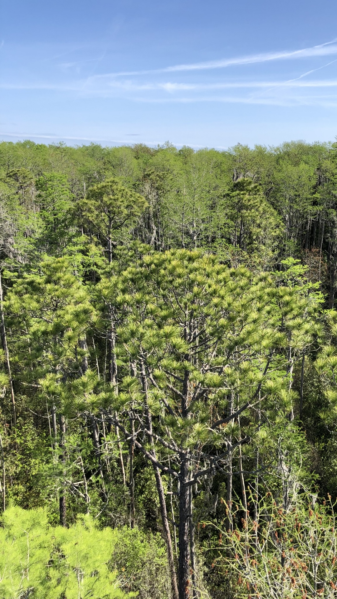 Vegetation, Natur, Natürlichen Umgebung, Pflanzen-Gemeinschaft, Naturschutzgebiet. Wallpaper in 1080x1920 Resolution