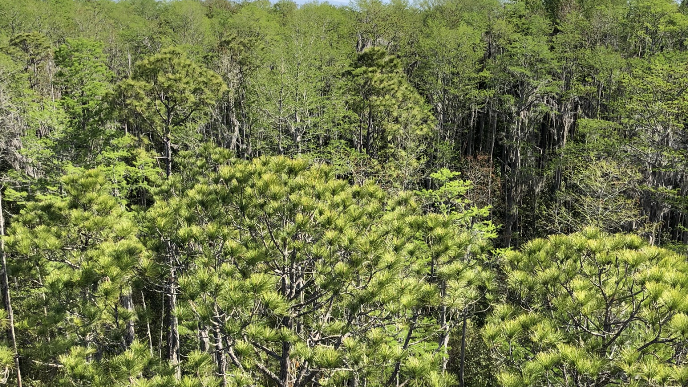 Vegetation, Natur, Natürlichen Umgebung, Pflanzen-Gemeinschaft, Naturschutzgebiet. Wallpaper in 1366x768 Resolution