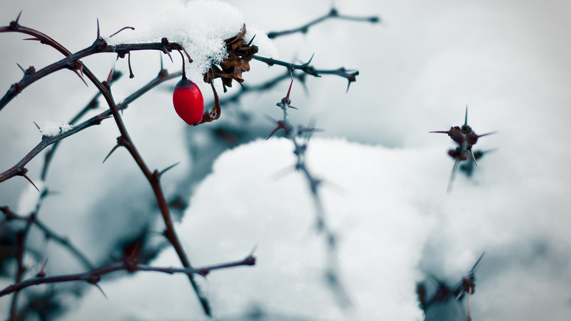 Rote Runde Früchte Mit Schnee Bedeckt. Wallpaper in 1920x1080 Resolution