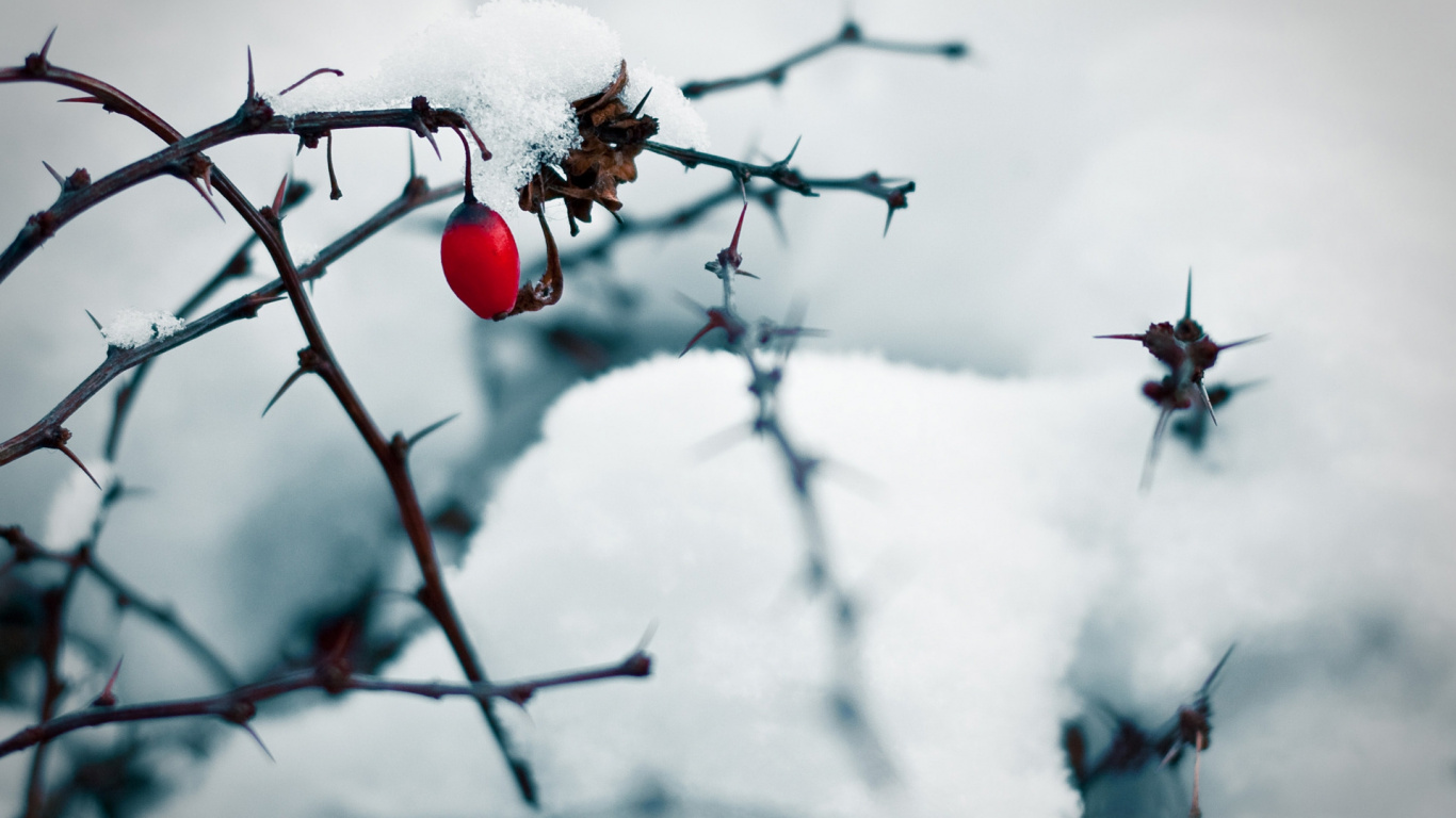 Fruit Rond Rouge Recouvert de Neige. Wallpaper in 1366x768 Resolution