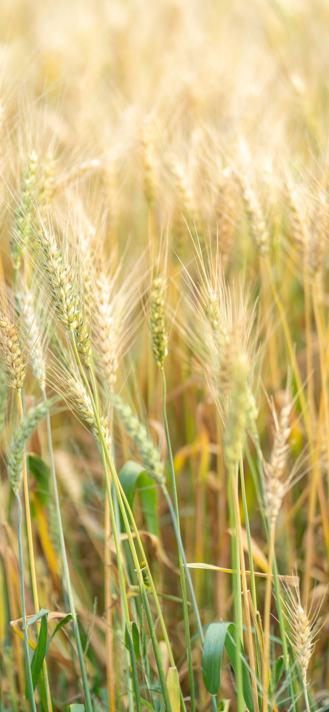 Barley, Food Grain, Einkorn Wheat, Rye, Hordeum. Wallpaper in 1125x2436 Resolution