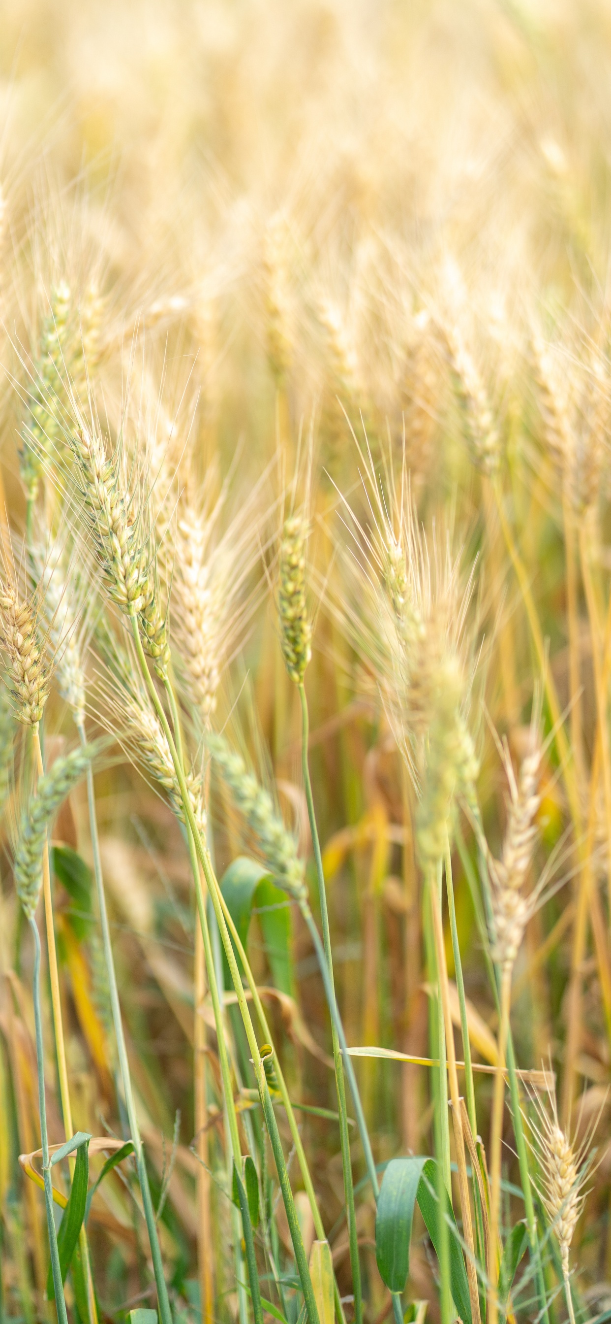 Barley, Food Grain, Einkorn Wheat, Rye, Hordeum. Wallpaper in 1242x2688 Resolution