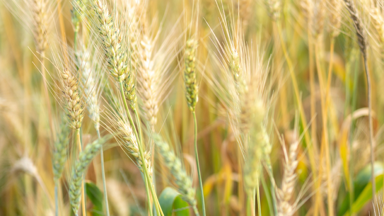 Barley, Food Grain, Einkorn Wheat, Rye, Hordeum. Wallpaper in 1280x720 Resolution