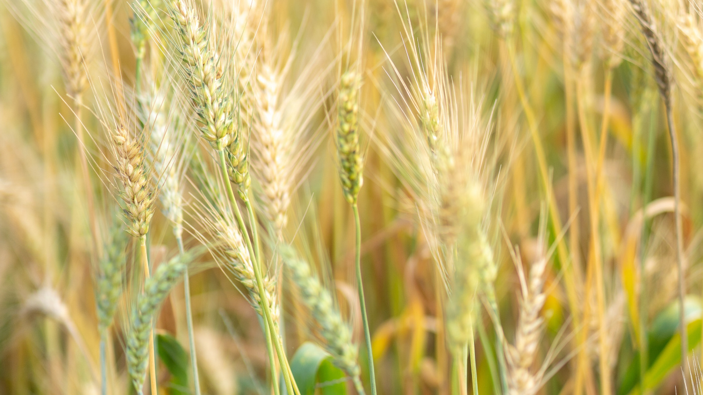 Barley, Food Grain, Einkorn Wheat, Rye, Hordeum. Wallpaper in 1366x768 Resolution