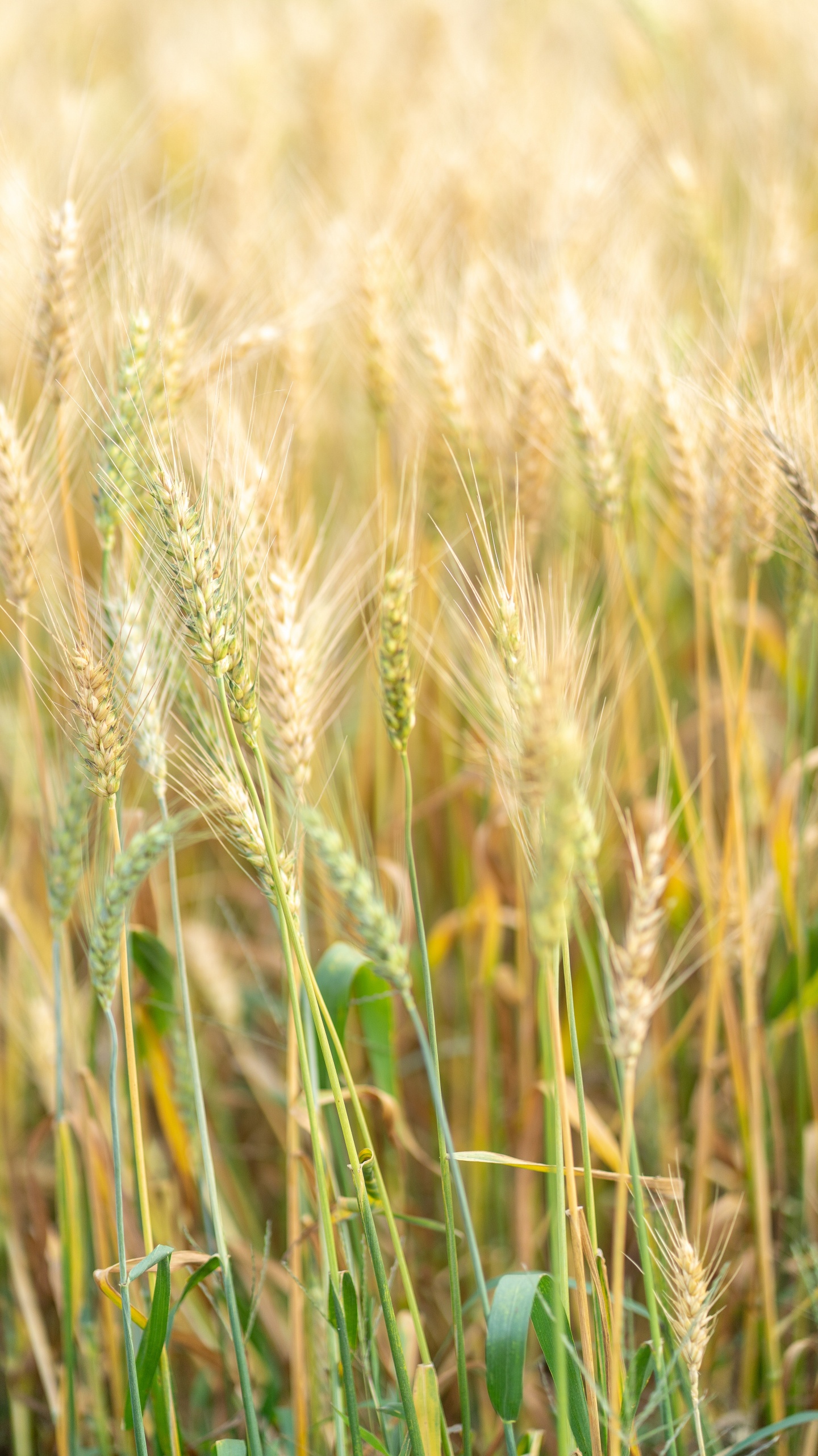 Barley, Food Grain, Einkorn Wheat, Rye, Hordeum. Wallpaper in 1440x2560 Resolution