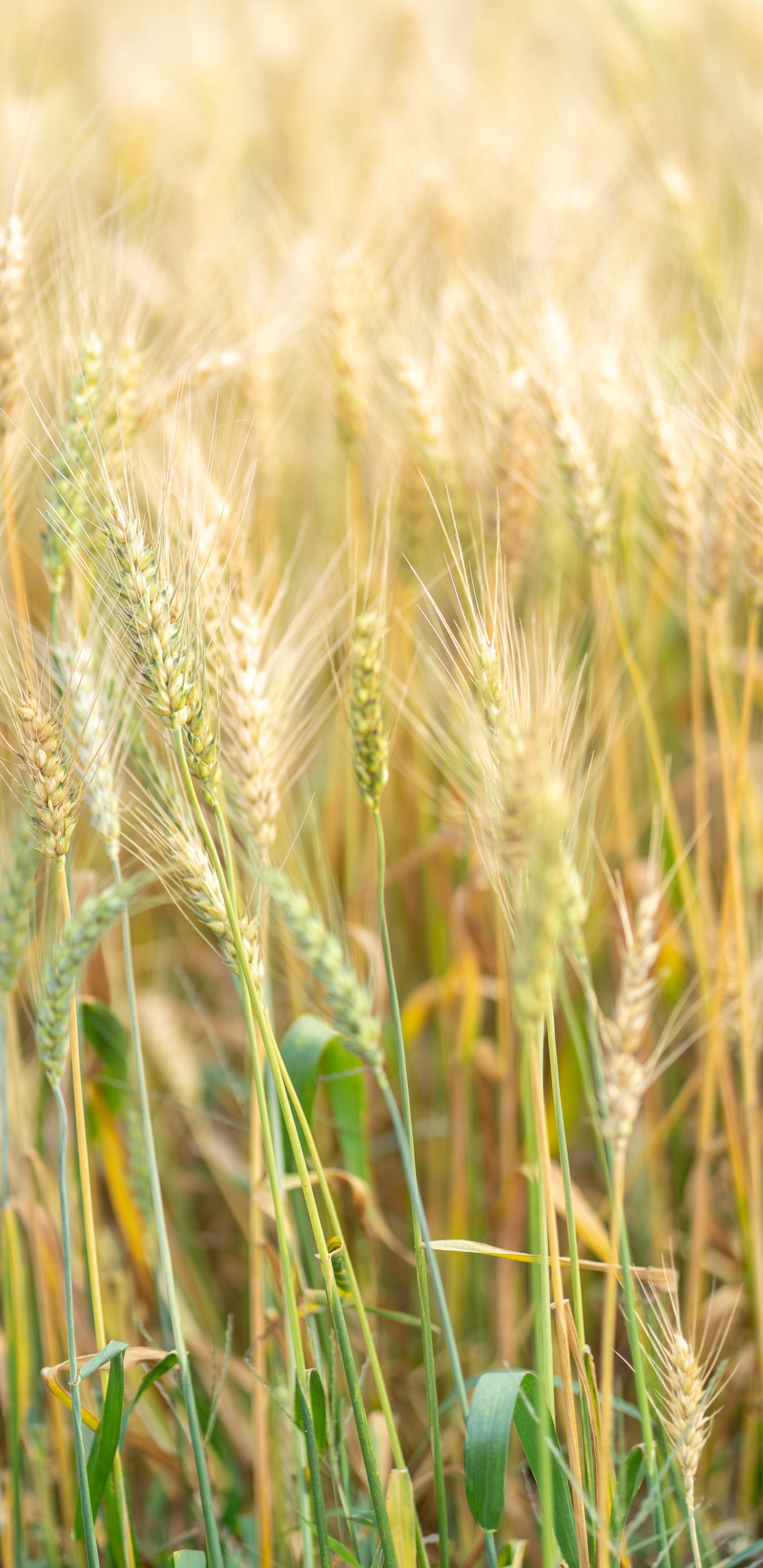 Barley, Food Grain, Einkorn Wheat, Rye, Hordeum. Wallpaper in 1440x2960 Resolution