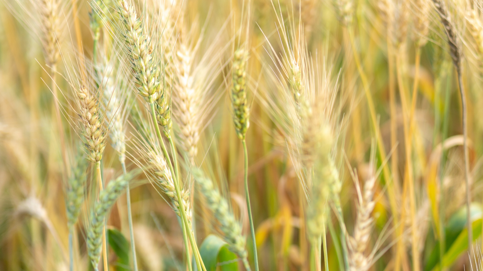 Barley, Food Grain, Einkorn Wheat, Rye, Hordeum. Wallpaper in 1920x1080 Resolution