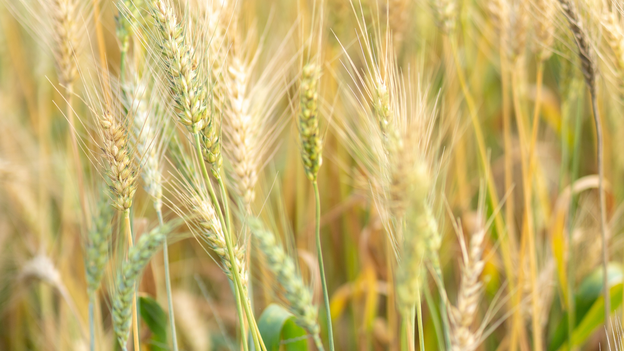 Barley, Food Grain, Einkorn Wheat, Rye, Hordeum. Wallpaper in 2560x1440 Resolution