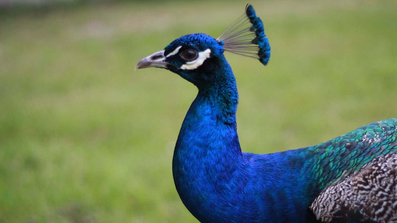 Pavo Real Azul en Fotografía de Cerca. Wallpaper in 1366x768 Resolution