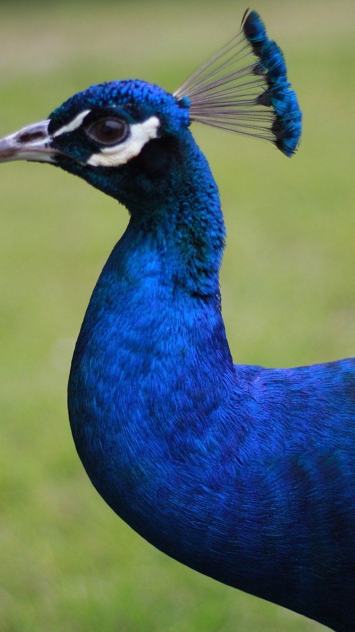 Blue Peacock in Close up Photography. Wallpaper in 720x1280 Resolution