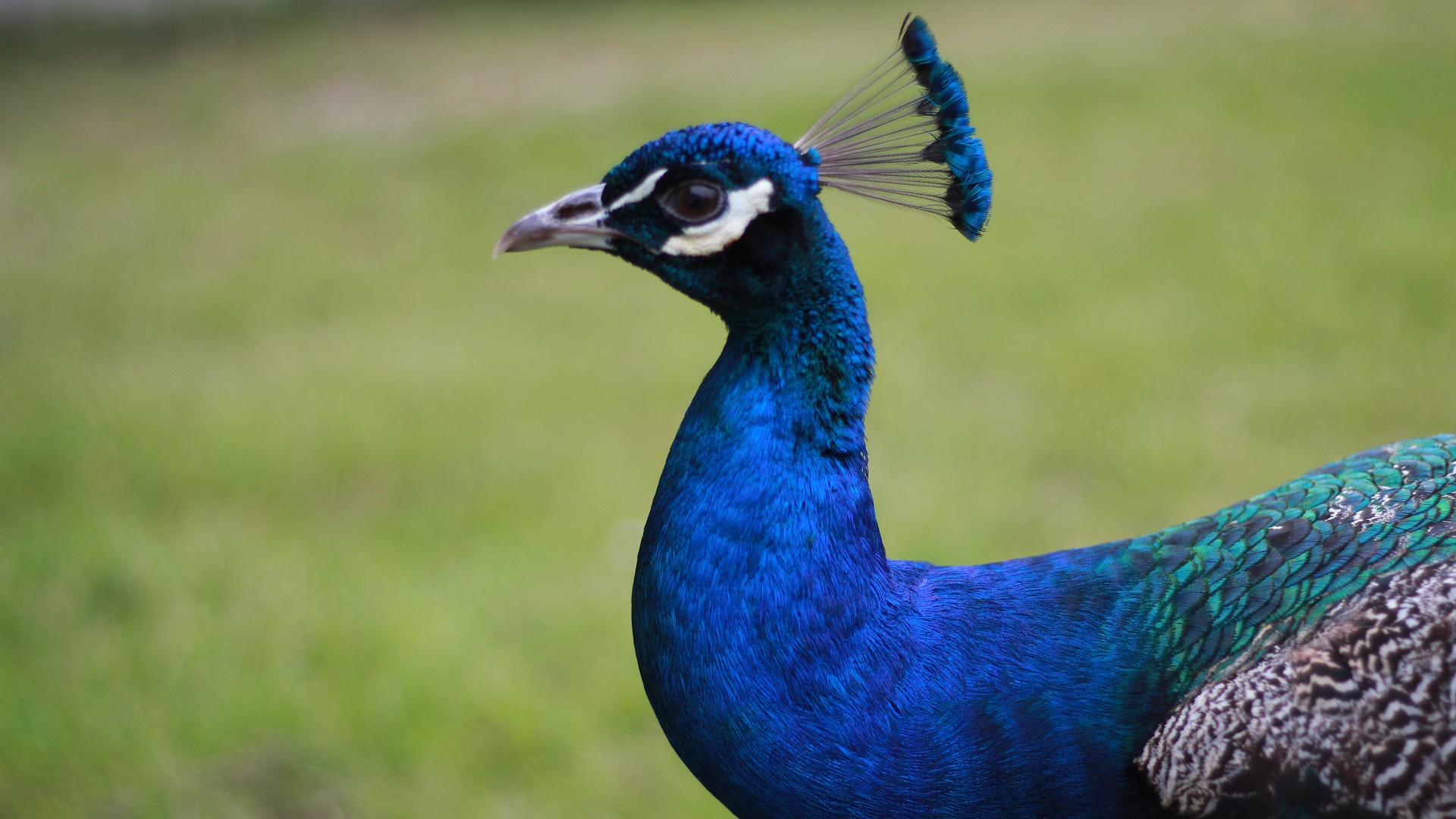 Blauer Pfau in Nahaufnahme. Wallpaper in 1920x1080 Resolution