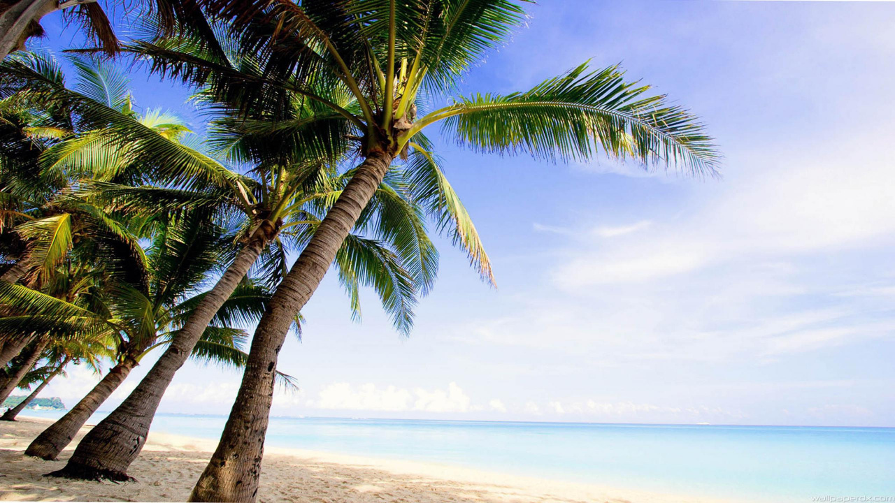 Green Palm Tree Near Sea During Daytime. Wallpaper in 1280x720 Resolution
