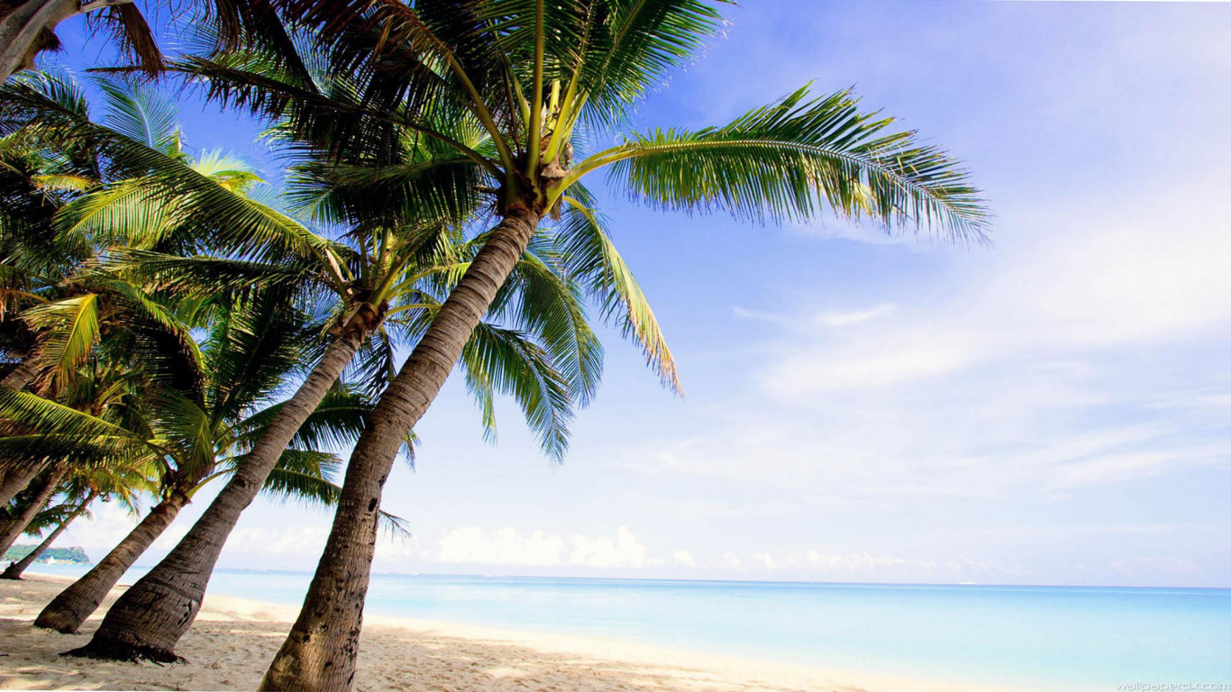 Green Palm Tree Near Sea During Daytime. Wallpaper in 1366x768 Resolution
