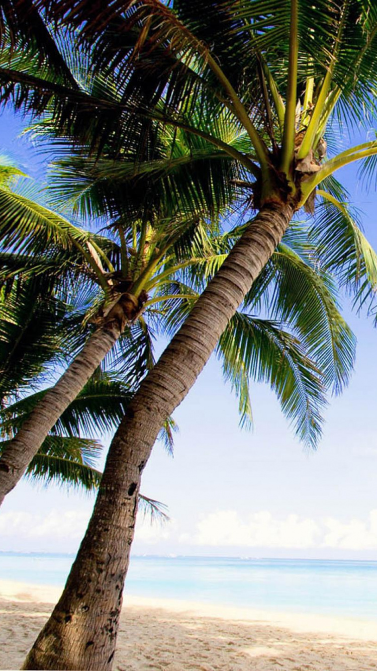 Green Palm Tree Near Sea During Daytime. Wallpaper in 750x1334 Resolution