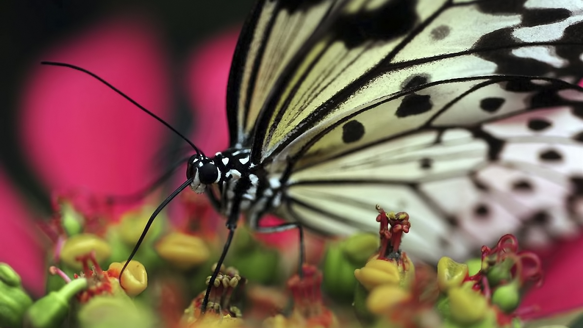 Mariposa en Blanco y Negro Posado Sobre Flores Amarillas y Rojas en Fotografía de Cerca Durante el Día. Wallpaper in 1920x1080 Resolution