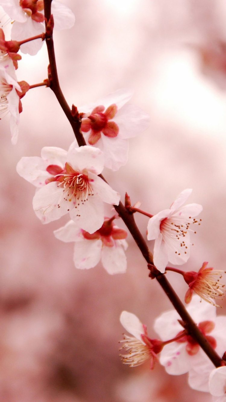 White and Pink Cherry Blossom in Close up Photography. Wallpaper in 750x1334 Resolution