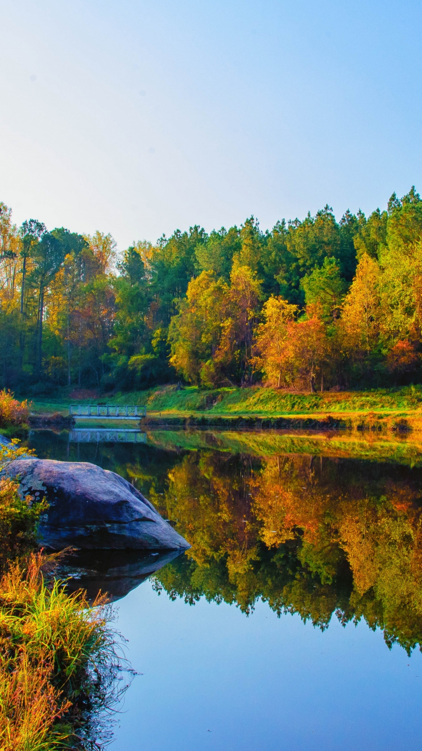 植物园, 性质, 水资源, 自然景观, 落叶松 壁纸 1440x2560 允许